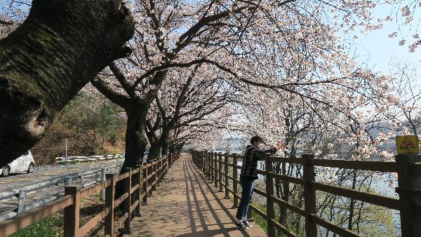 (벚꽃명소)조정지댐 자전거길