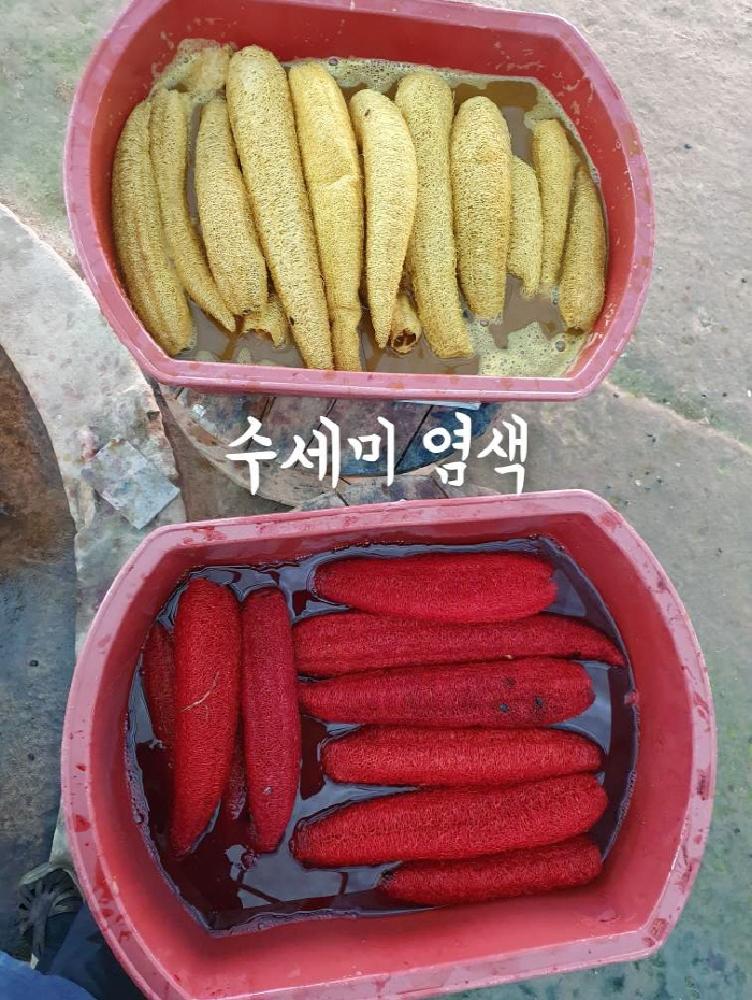 [크기변환]수세미 염색2.jpeg