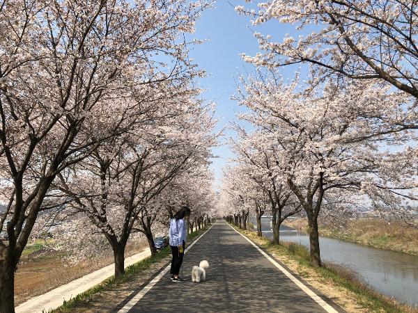 (벚꽃명소)하방천변길