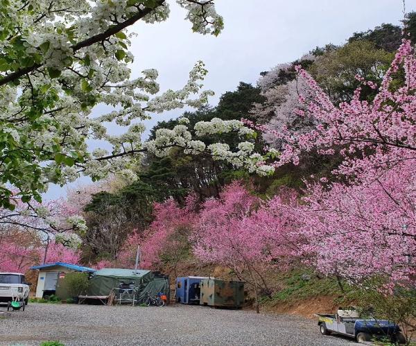 두메산골 개복숭아 농장